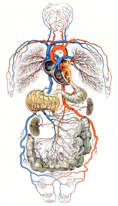 血液循環 1880年頃（版画） 作： Unbekannter Künstler
