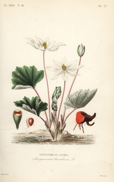 ブラッドルート、Sanguinaria canadensis、Sanguinaire du Canada 作： Unbekannt