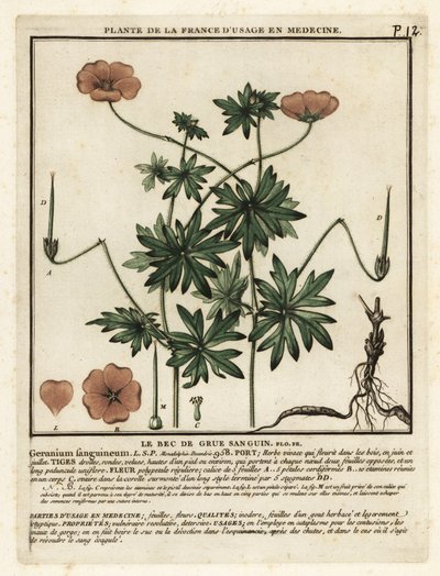 血まみれのツルのくちばし、Geranium sanguineum。 作： Unbekannter Künstler