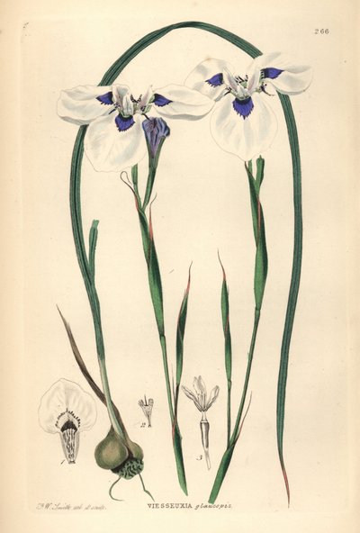 ブルーアイド・ウイントジイまたはブルーオグイントジイ、Moraea aristata（Ocellate viesseuxia, Vieusseuxia glaucopis）。John Lindley and Robert Sweet