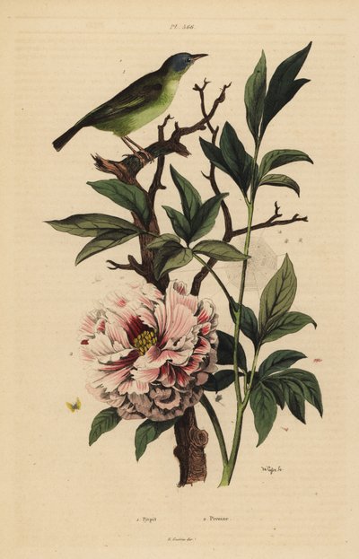 ブルーヘッド・ファンテイル（Rhipidura cyaniceps）1、シャクヤク（Paeonia suffruticosa）2 作： Unbekannt