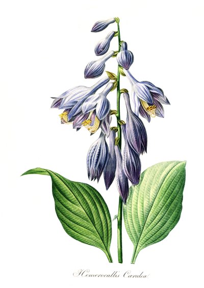 青いササユリ（Hemerocallis）caerulea、18世紀の原画のデジタル複製、原画の年代は不明 作： Unbekannter Künstler