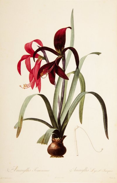 Boatnic Ilustration/Redoubt/Sprekelia formosissima/Saint James Lily/Jacobian Lily 作： William M. Timlin