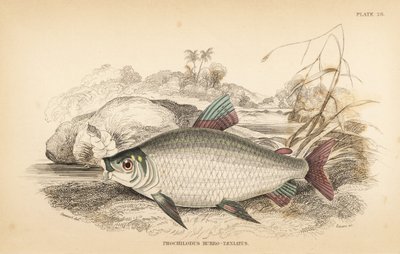 Bocachico or koulimata, Prochilodus rubrotaeniatus (Pale red-streaked salmon carp, Prochilodus rubro-taeniatus).Sir Williaの一部であるRobert Schomburg