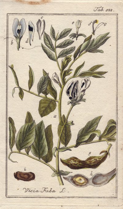植物学：花、葉、さやに入った豆を持つマメ科の植物、ビシア・ファバ。ドイツ、ヨハネス・ゾーンの "Icons plantarum medicinalium "より、B.タナーのデッサンによる手彩色銅版画。 作： Unbekannter Künstler