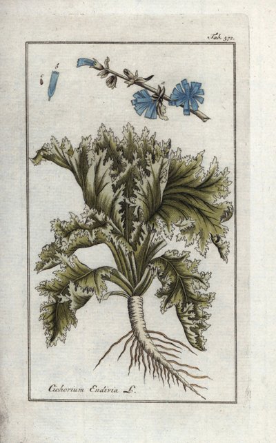 植物学：エンダイブ、Cichorium endivia。Johannes Zornの "Afbeelding der Artseny-Gewassen "より、手彩色の銅版植物画。 作： Unbekannter Künstler