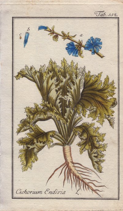 植物学：エンダイブの根、葉、花。ドイツ、ヨハネス・ゾーンの "Icons plantarum medicinalium "より、B.タナーのデッサンによる手彩色銅版画。 作： Unbekannter Künstler