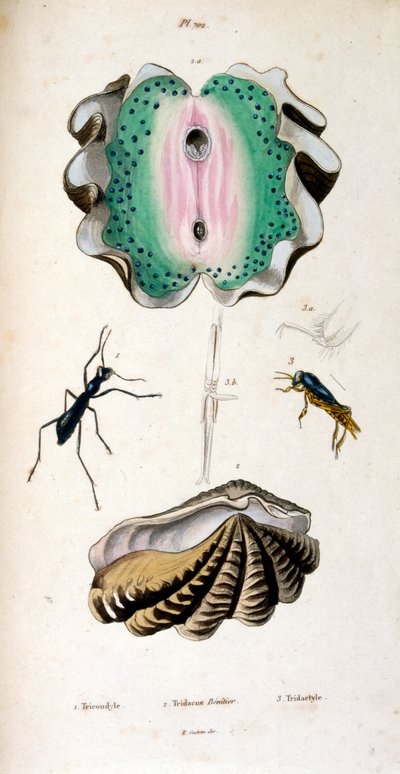F.E.ゲランによる植物学と動物学の図版。Dictionnaire pittoresque d