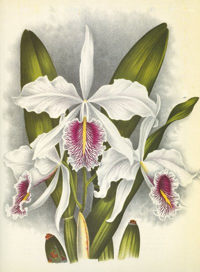 ボタニカルボード/Cattleya maxima var.Virginalis/Lindenia 作： Unbekannt