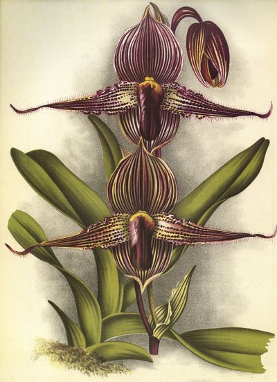 ボタニカルボード/Paphiopedilum rothschildianum/Lindenia 作： Unbekannt
