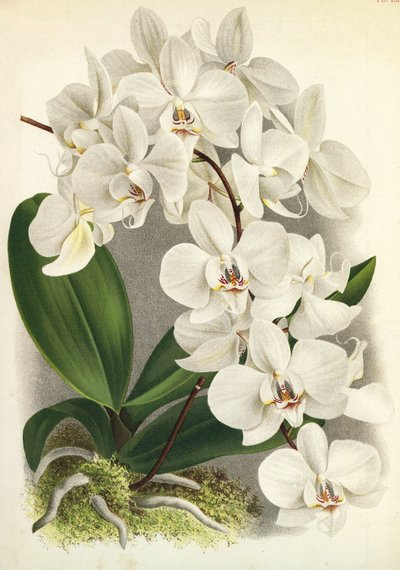 ボタニカルボード/Phalaenopsis amabilis/Phalaenopsis gigantea/Lindenia 作： Unbekannt