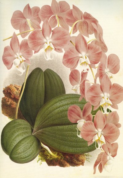 ボタニカルボード／Phalaenopsis sanderiana／Lindenia 作： Unbekannt
