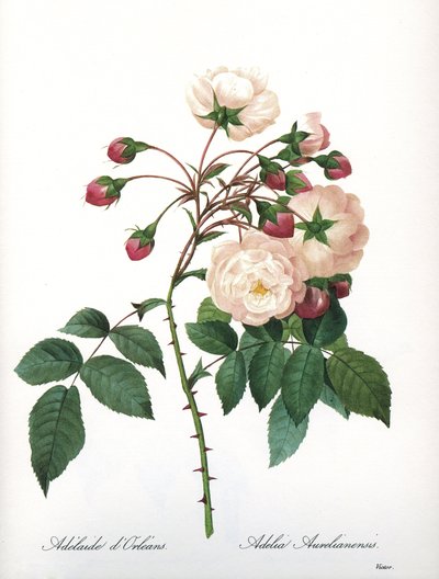 ボタニカルボード/Rosa aurelianensis/Rose 