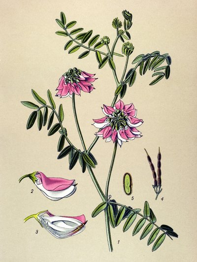 植物ボード、植物: Coronilla bigarree (コロニラ バリア) 作： Unbekannter Künstler