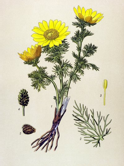 植物ボード。 毒（有毒）と薬用植物：春のアドニス（Adonis vernalis） 作： Unbekannter Künstler