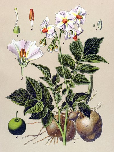 ボタニカルボード、バレイショ、ジャガイモ（Solanum tuberosum） 作： Unbekannter Künstler