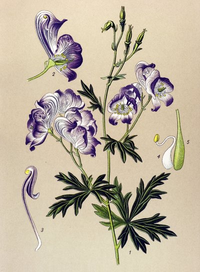 植物ボード。 有毒植物および薬用植物: Aconitum variegatum 作： Unbekannter Künstler