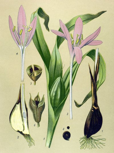 植物ボード。 有毒植物および薬用植物: 秋のコルチアル (Colchicum autumnale) 作： Unbekannter Künstler