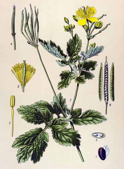 植物ボード。 有毒植物および薬用植物: Chelidoine または large chelidoine (Chelidonium majus) 作： Unbekannter Künstler