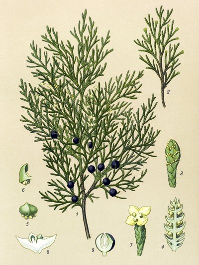 植物ボード。 有毒植物および薬用植物: セイヨウジュニパー (Juniperus sabina) 作： Unbekannter Künstler