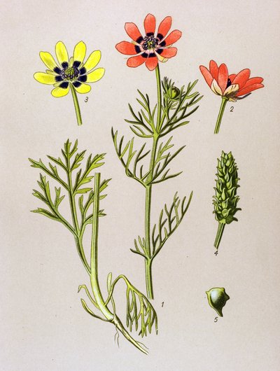 植物ボード。 有毒植物および薬用植物: 夏アドニス (Adonis aestivalis) 作： Unbekannter Künstler