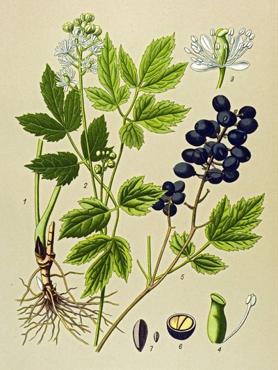 植物ボード。 有毒植物および薬用植物: 夏アドニス (Adonis aestivalis) 作： Unbekannter Künstler