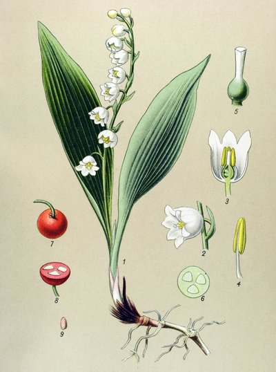 植物ボード。 有毒植物および薬用植物: スズランまたはスズラン (Convallaria majalis) 作： Unbekannter Künstler