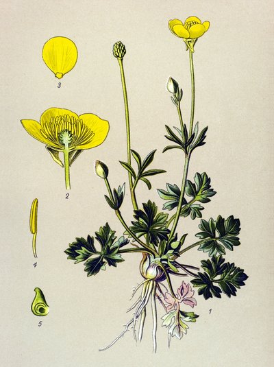 植物ボード。 有毒植物: 球根キンポウゲまたは金色の芽 (ラナンキュラス バルボサス) 作： Unbekannter Künstler