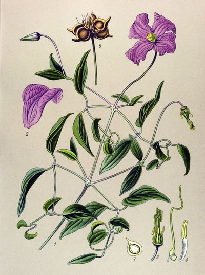 植物ボード。 有毒植物: クレマタイトの偽物または偽のつる (Clematis viticella) 作： Unbekannter Künstler