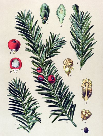植物ボード。 有毒植物: イチイ (Taxus baccata) 作： Unbekannter Künstler