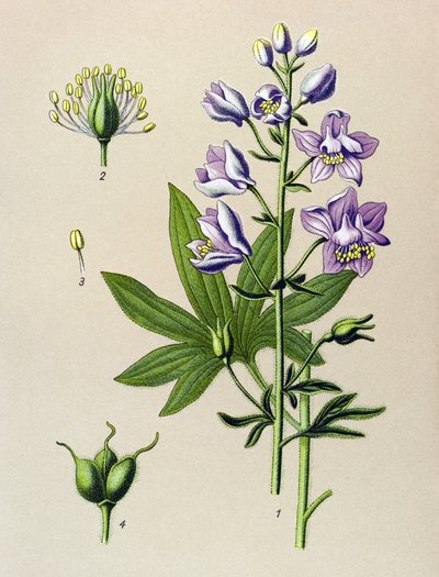 植物ボード。 蔓性植物（有毒）： Dolphinella staphysegar（Delphinium staphysagria） 作： Unbekannter Künstler