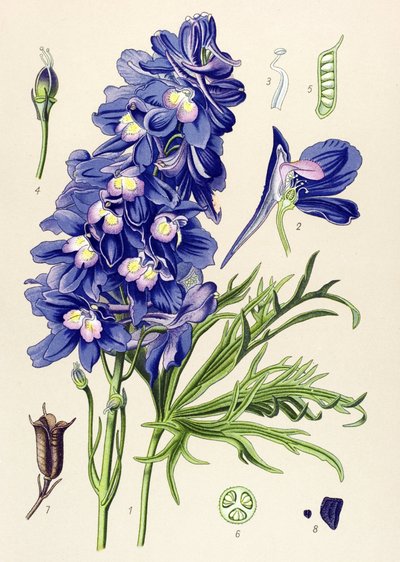 植物ボード。 有毒植物: イルカまたはヒバリ足 (Delphinium grandiflorum) 作： Unbekannter Künstler