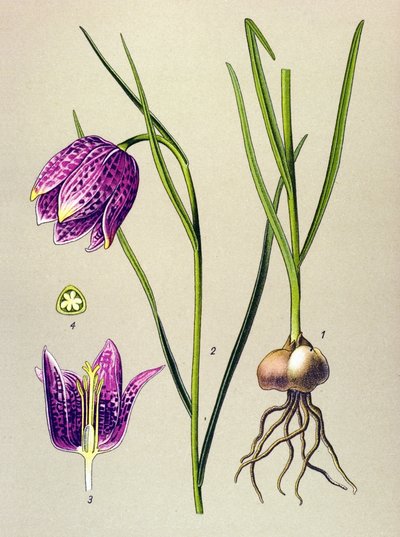 植物ボード。 有毒植物：ホロホロ鳥または「モルモット」（Fritillaria meleagris） 作： Unbekannter Künstler