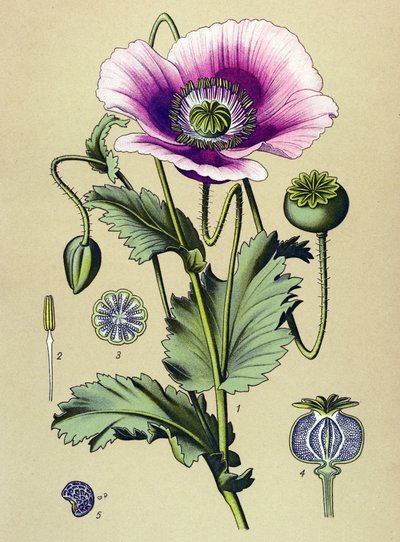 植物ボード。 静脈（有毒）および薬用植物：スリーピングポピー（Papaver somniferum） 作： Unbekannter Künstler