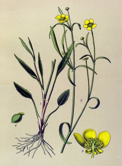 植物ボード。 静脈性 (有毒) および薬用植物: 炎のキンポウゲ、小さな堀または小さな炎 (ラナンキュラス flammula) 作： Unbekannter Künstler
