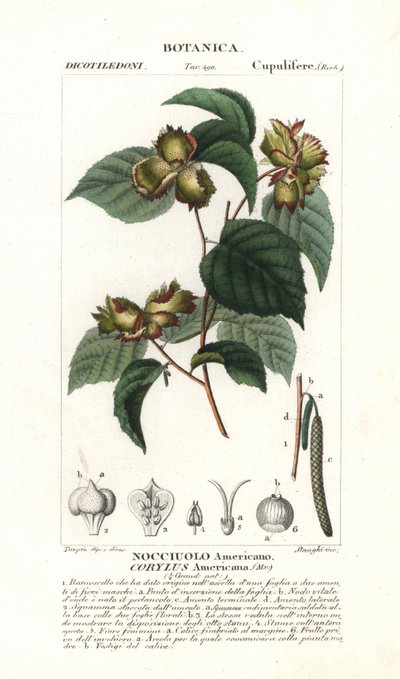 ボタニカルボード：ヘーゼルナッツとヘーゼルナッツ - 北アメリカ原産のアメリカヘーゼルナッツ、Corylus americana。1837年、Jussieuの "Dictionary of Natural Science "に掲載された手彩色銅版画。ピエール・ジャン＝フランソワ・T作画、スタンギによるエングレーヴィング。 作： Unbekannter Künstler