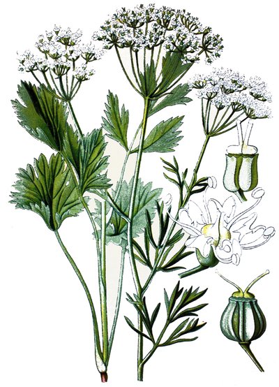 植物図版、薬用植物：アニス、1870年頃のクロモリトグラフィ。 作： Unbekannter Künstler