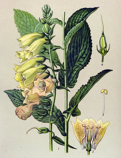 植物ボード、植物: 大輪のデジタル (Digitalis grandiflora) 作： Unbekannter Künstler