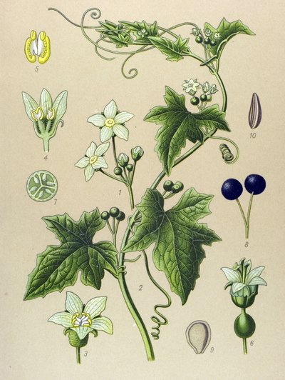 植物ボード、植物: Bryone (Bryonia alba) 作： Unbekannter Künstler