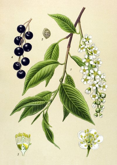 植物板・植物：サクラ（Prunus padus） 作： Unbekannter Künstler