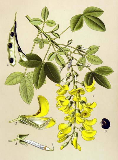 植物ボード、植物: Common cytitis または False ebony (Cytisus Laburnum) 作： Unbekannter Künstler