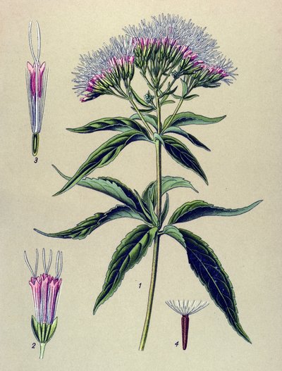 植物ボード、植物: 麻の葉のユーパトリウム (Eupatorium cannabinum) 作： Unbekannter Künstler
