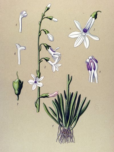 植物ボード、植物：ロベリア（Lobelia dortmanna） 作： Unbekannter Künstler