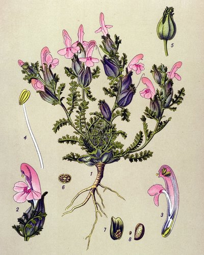 植物ボード、植物: Pedicularis sylvatica 作： Unbekannter Künstler