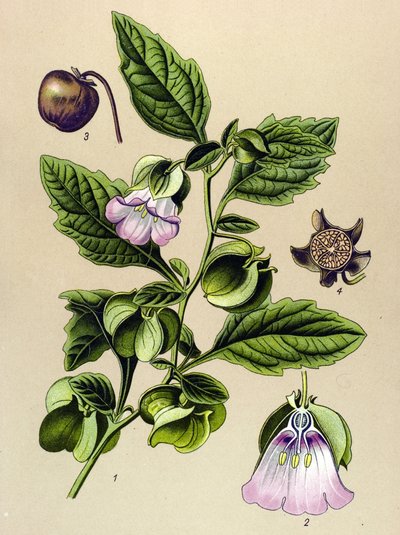 植物ボード、植物: ペルー梨またはペルーリンゴ (Nicandra physaloides) 作： Unbekannter Künstler