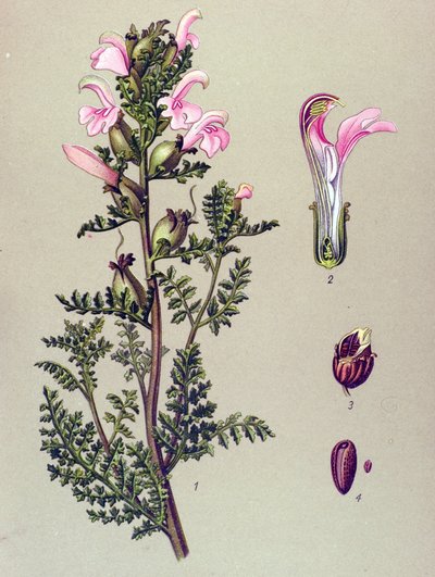 植物ボード、植物: 沼の茎 (Pedicularis palustris) 作： Unbekannter Künstler