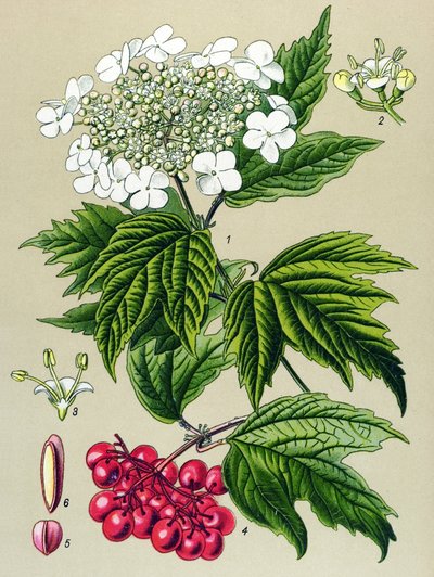 植物ボード、植物: ガマズミ属の木 (Viburnum opulus) 作： Unbekannter Künstler