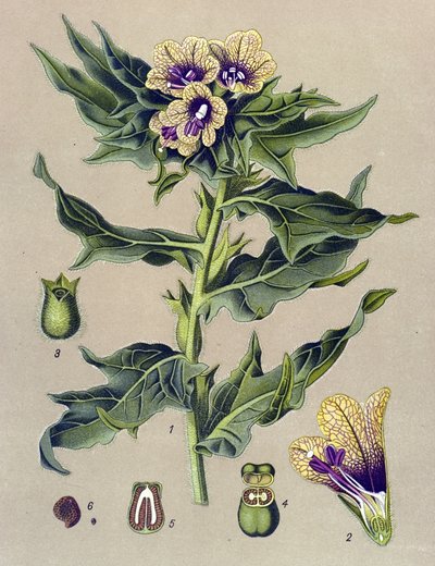 ボタニカルボード、植物：黒縁（Hyoscyamus niger） 作： Unbekannter Künstler