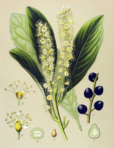 植物ボード、植物: チェリーベイ (Prunus Laurocerasus) 作： Unbekannter Künstler