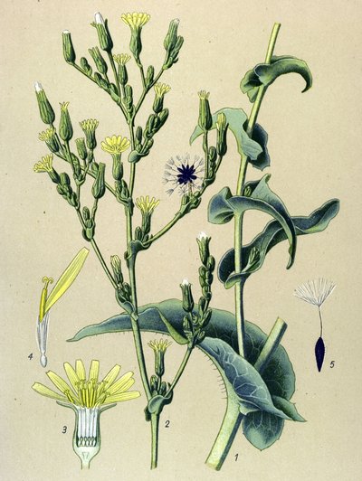 植物ボード、植物: 鉄レタスまたはワイルドレタス (Lactuca virosa) 作： Unbekannter Künstler